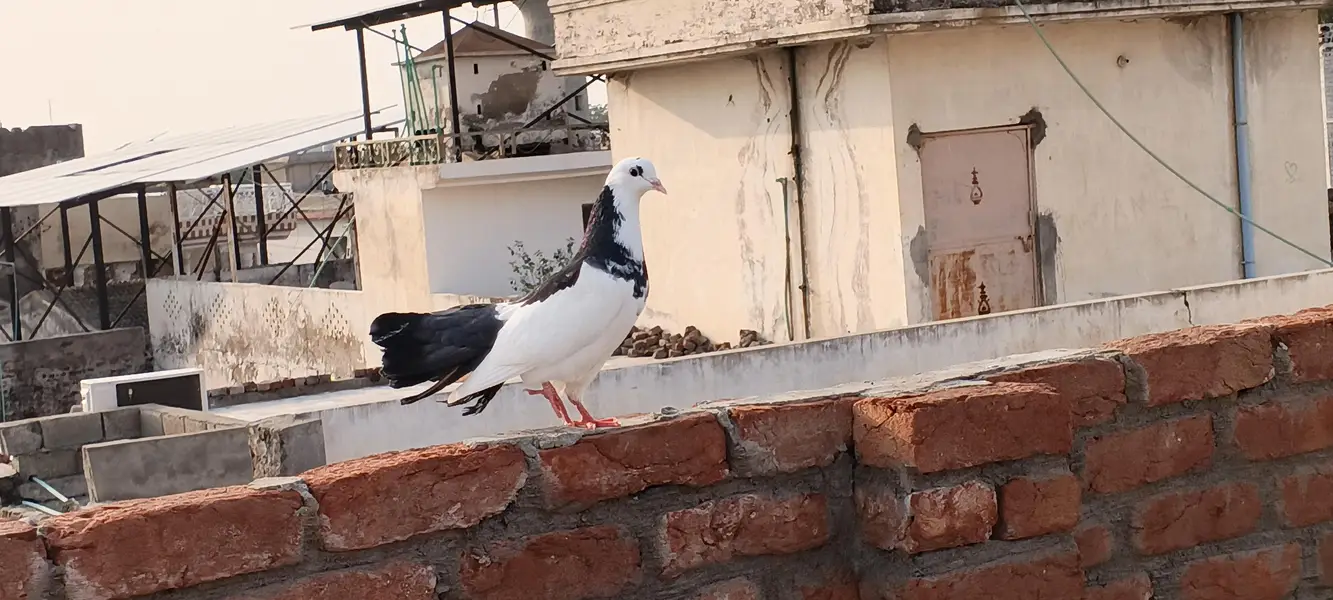 Fancy pigeons — photo 6