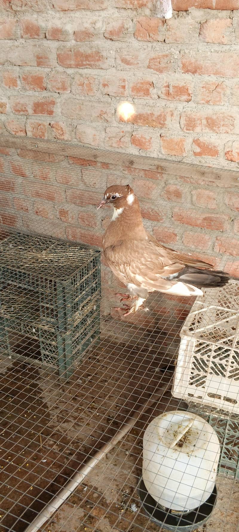 Fancy pigeons 6