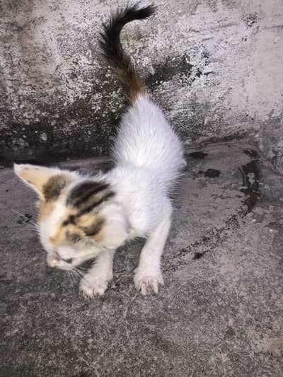 Kitten