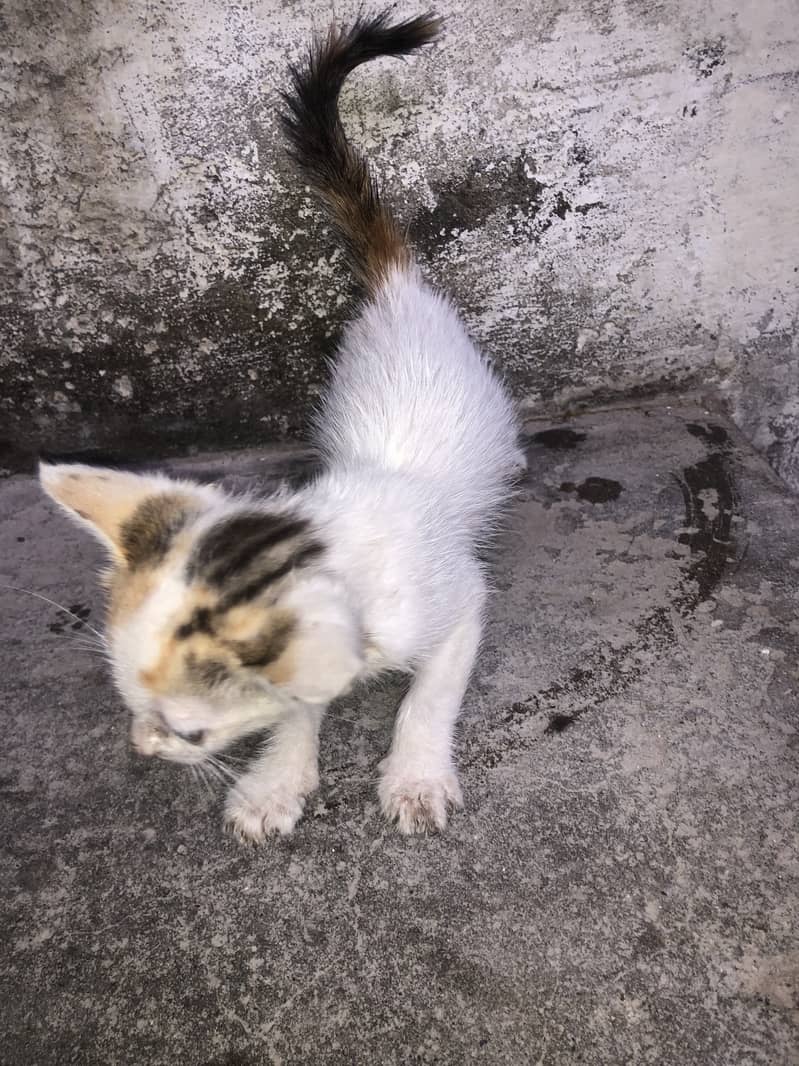 Kitten 0