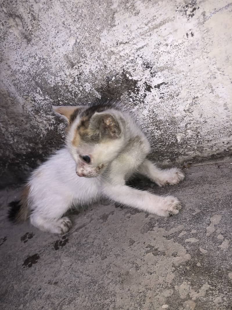 Kitten 1