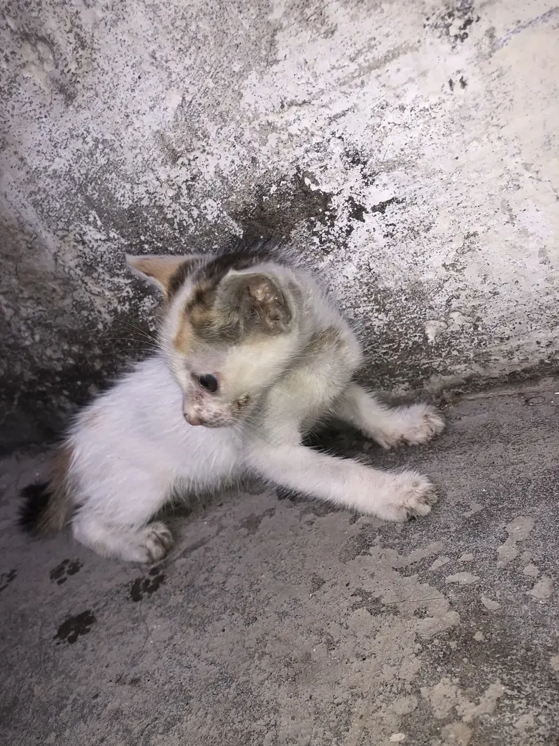 Kitten — photo 2
