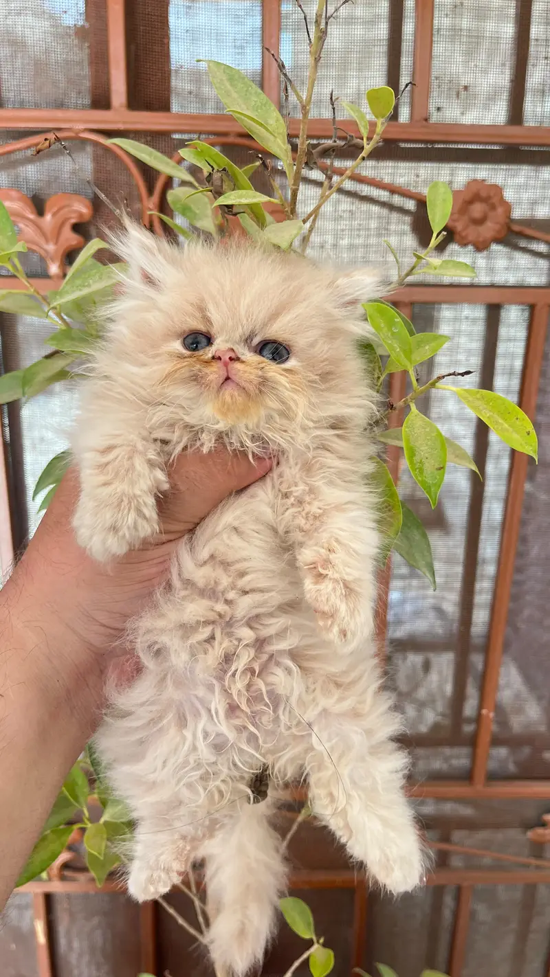 beautiful/Persian/peki/ kittens — photo 2