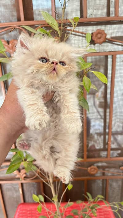 beautiful/Persian/peki/ kittens