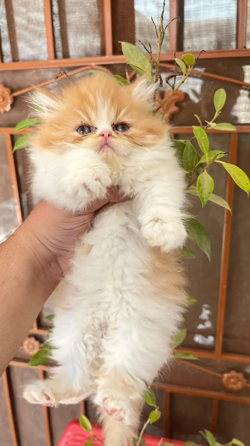beautiful/Persian/peki/ kittens — photo 5