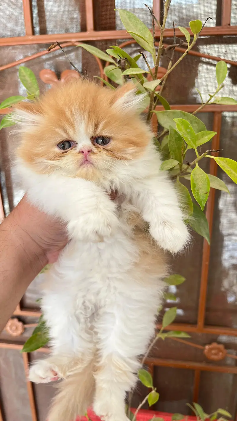 beautiful/Persian/peki/ kittens — photo 6