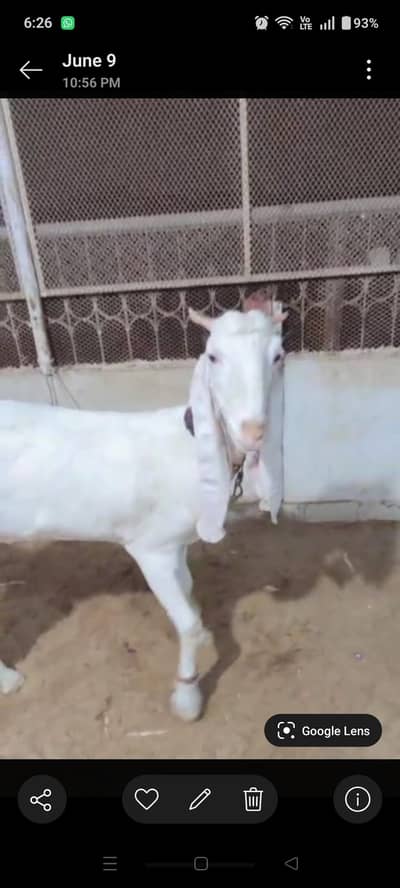 1 Gulabi Bakri Female