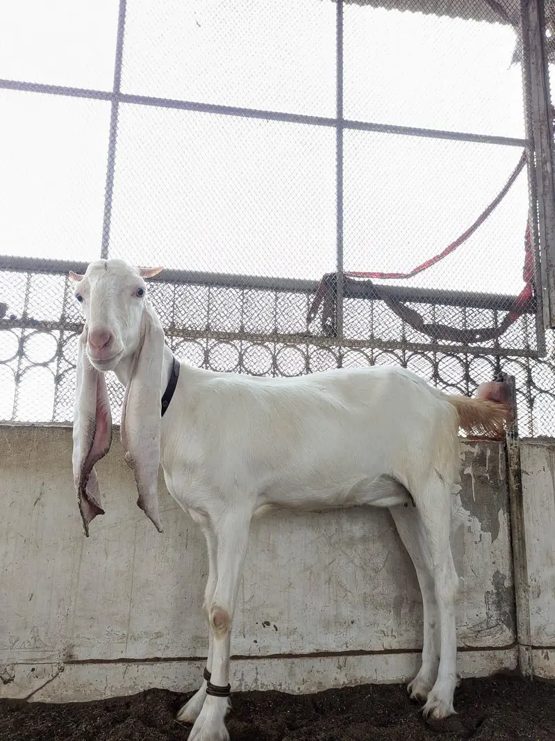 1 Gulabi Bakri Female — photo 2
