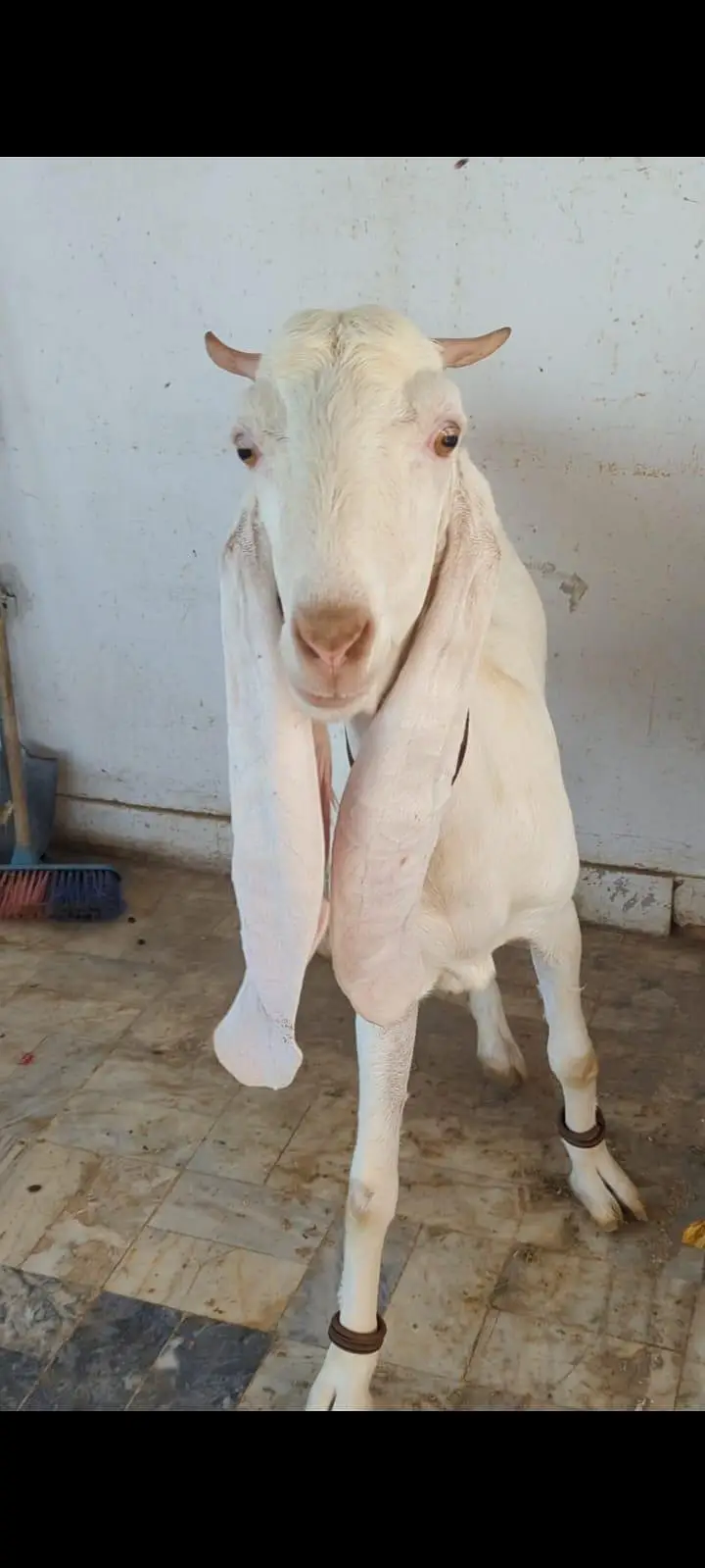 1 Gulabi Bakri Female — photo 3