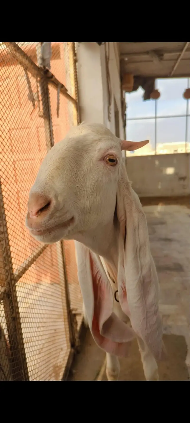 1 Gulabi Bakri Female — photo 4
