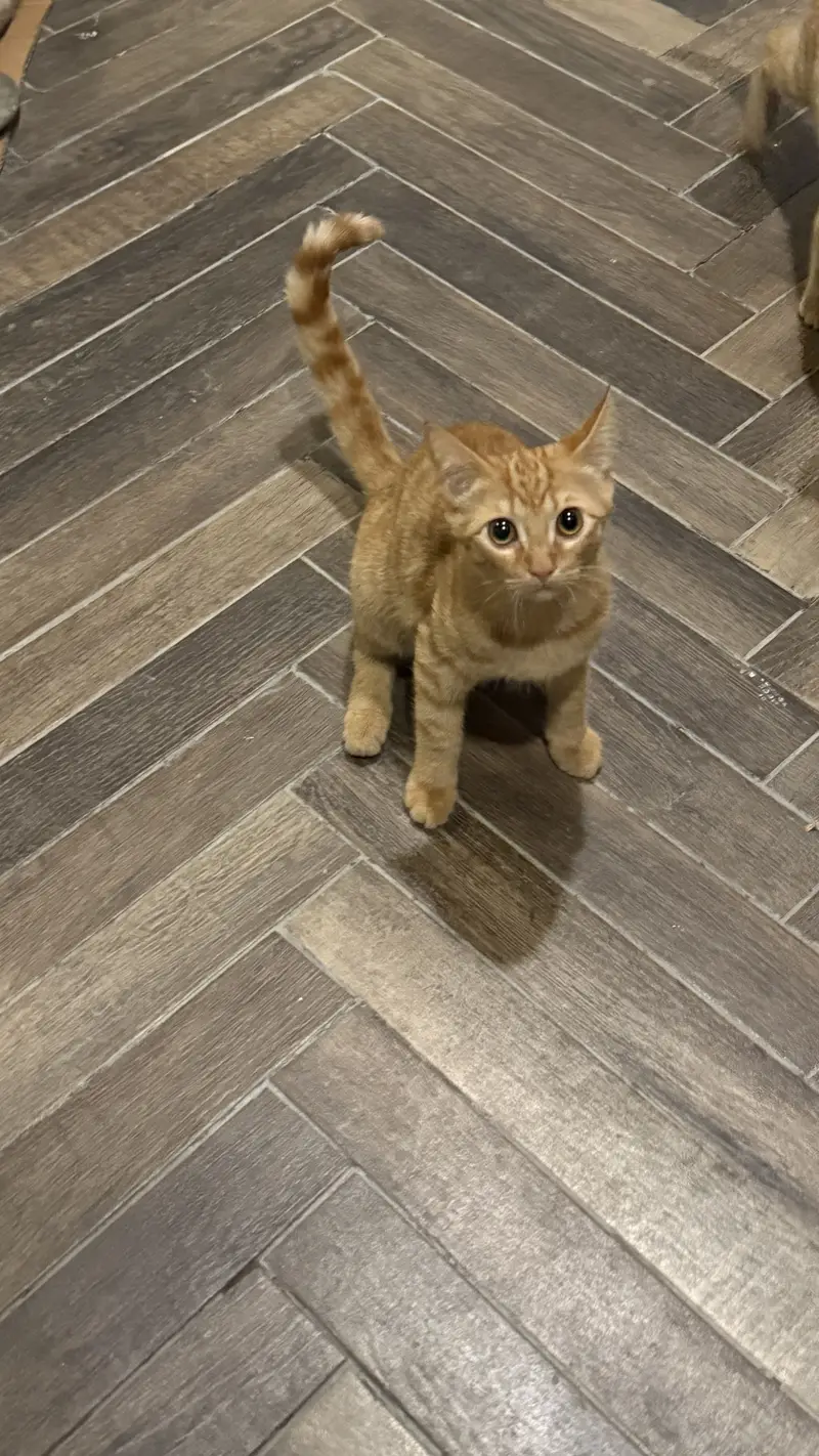 Pair of cats — photo 2