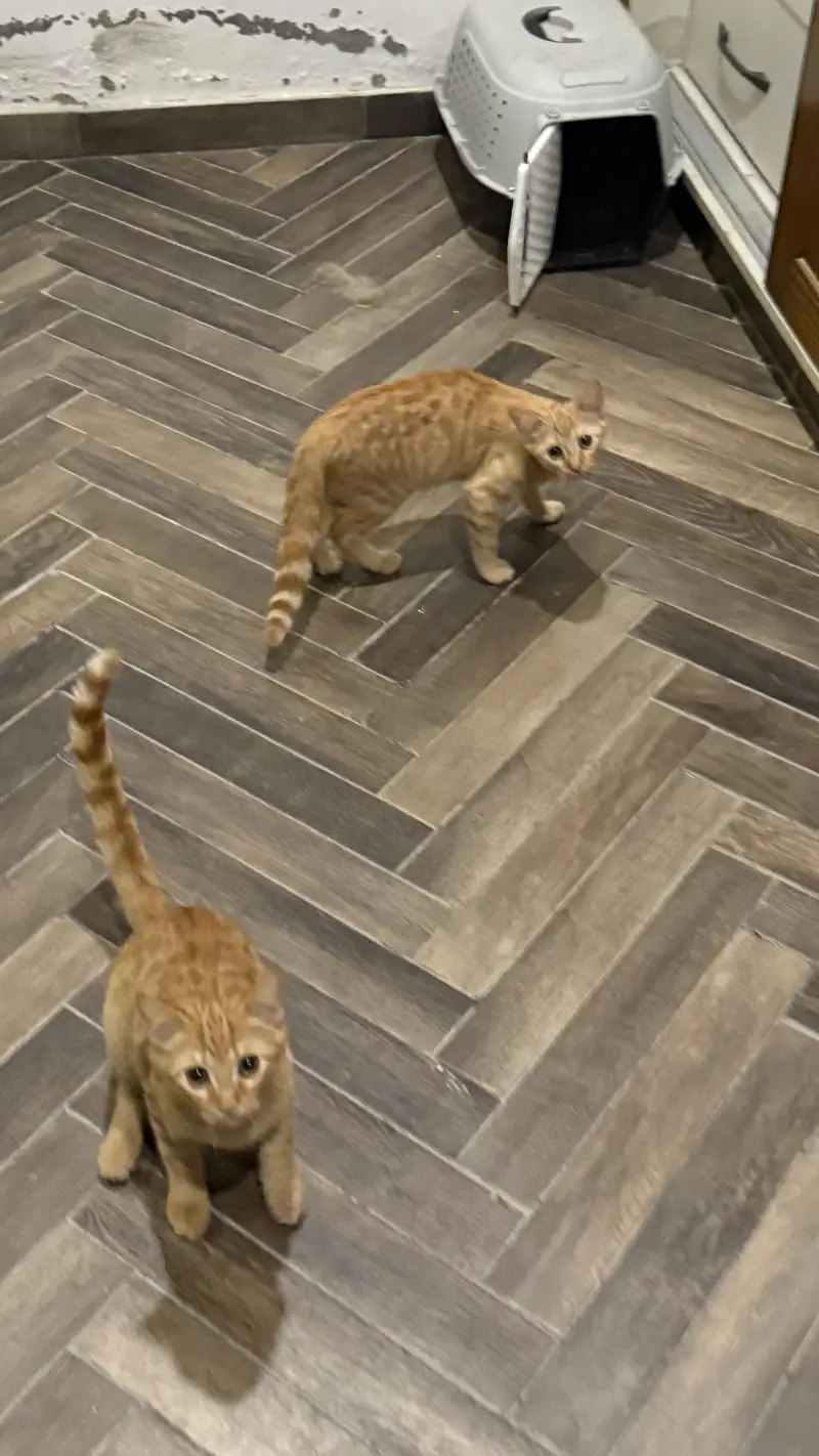 Pair of cats — photo 3