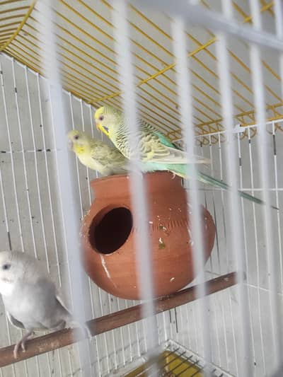 100% breeder 2pairs available breeder pairs
