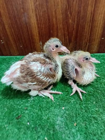 Pigeon sherazi chicks