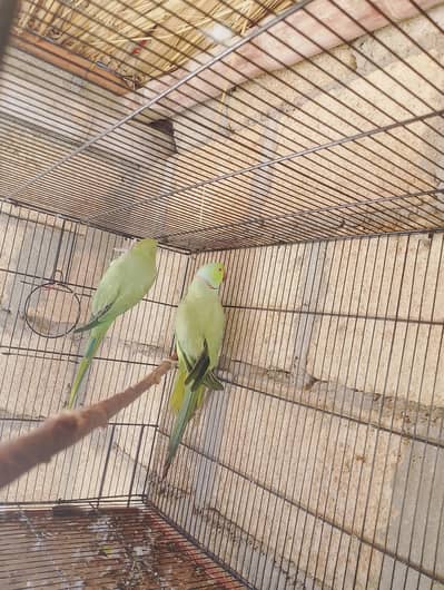 breeder ped hai