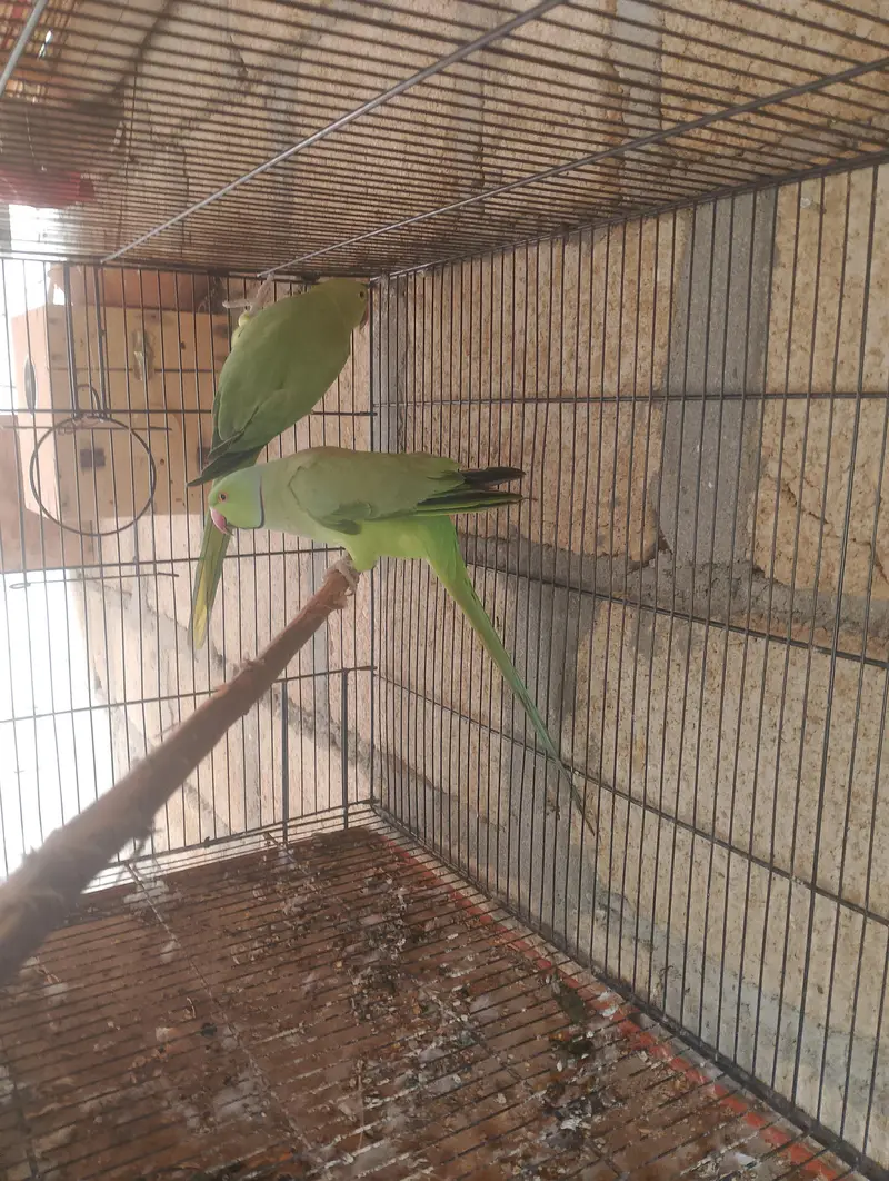 breeder ped hai — photo 2