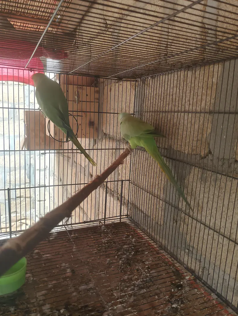 breeder ped hai — photo 3