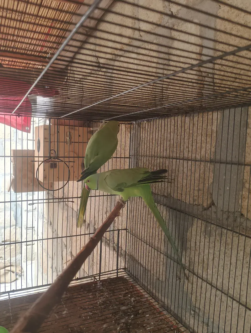 breeder ped hai — photo 4