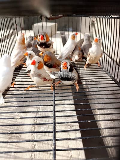 17 piece mutation finch