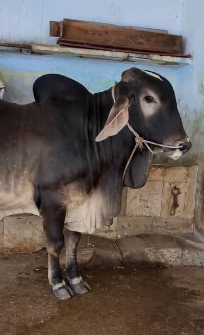 Bachra for sale