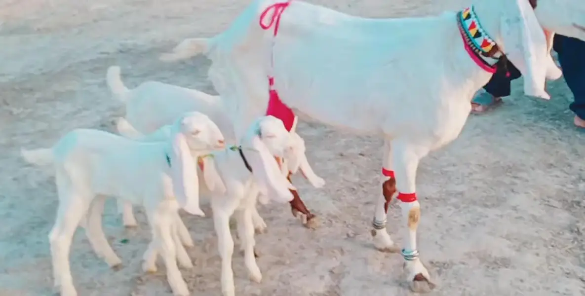 3 bacchon wali desi bakri for sale call me 03225280183 — photo 3