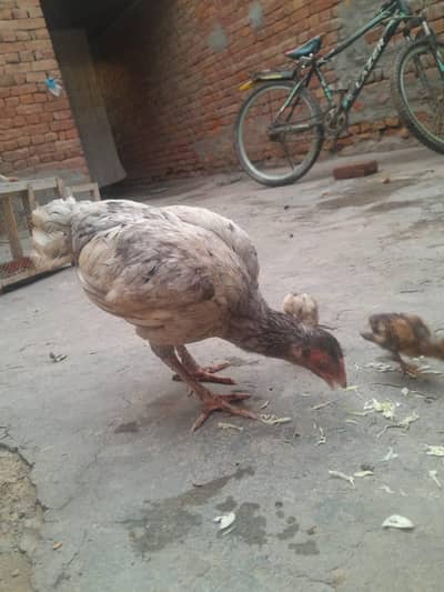 cheeni beautiful