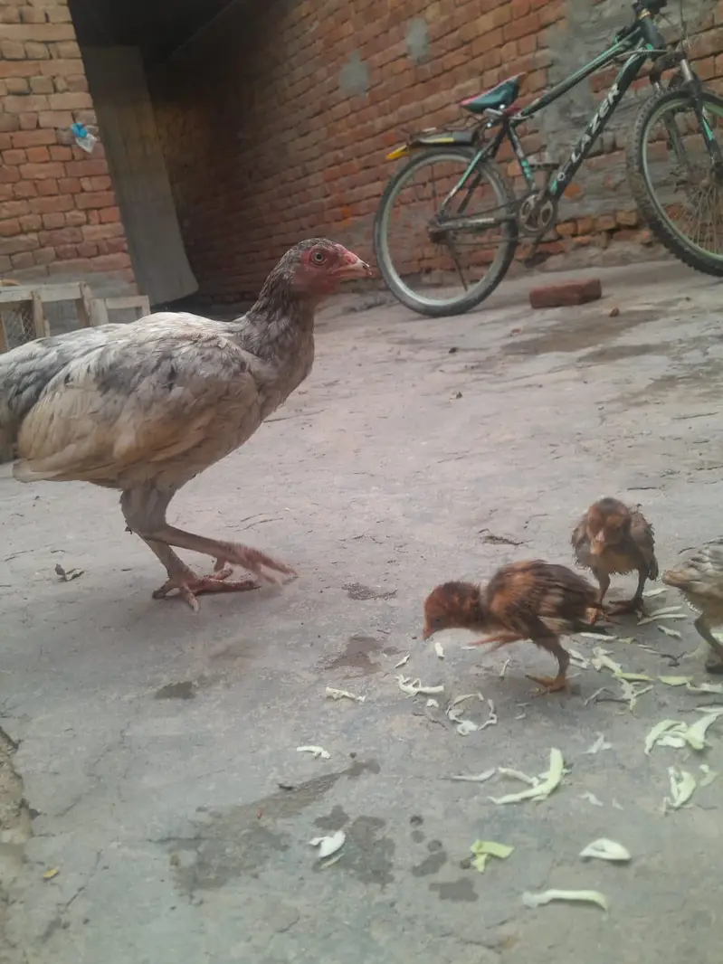 cheeni beautiful — photo 2