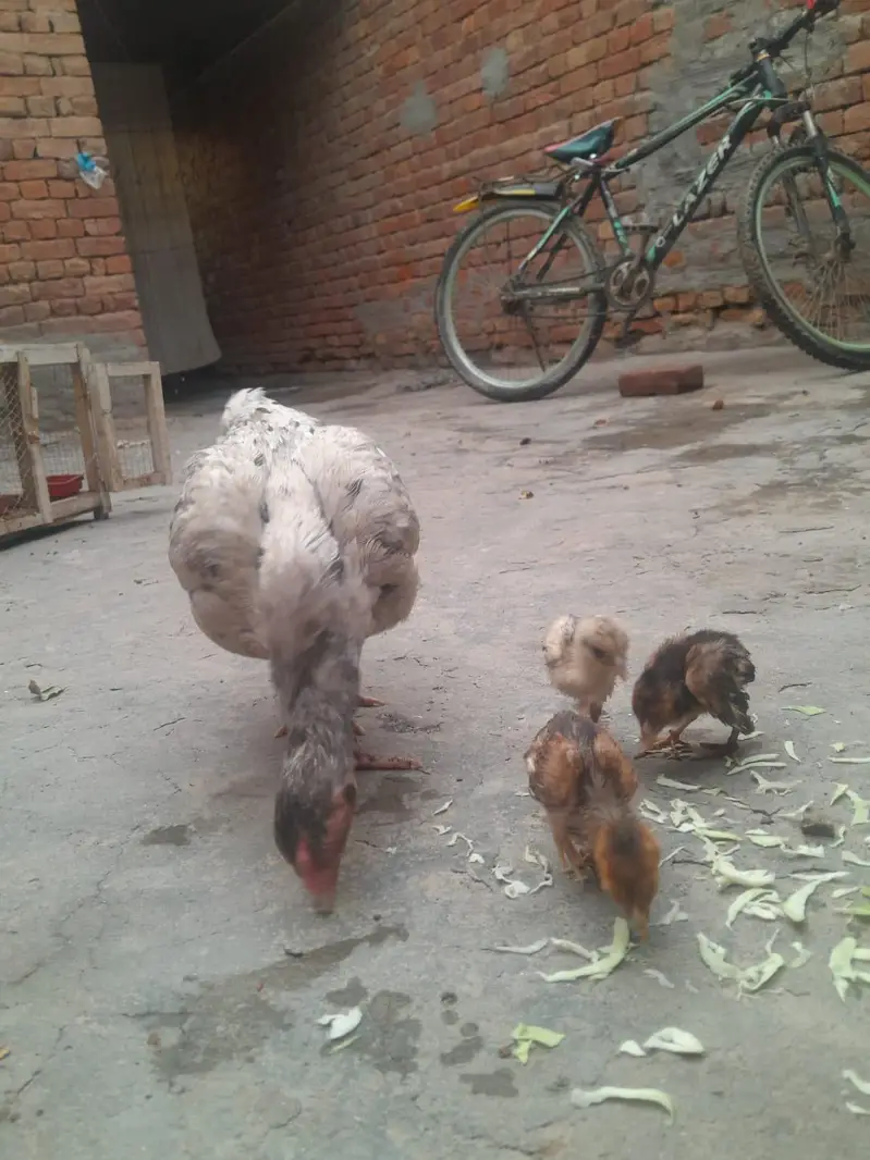 cheeni beautiful — photo 3