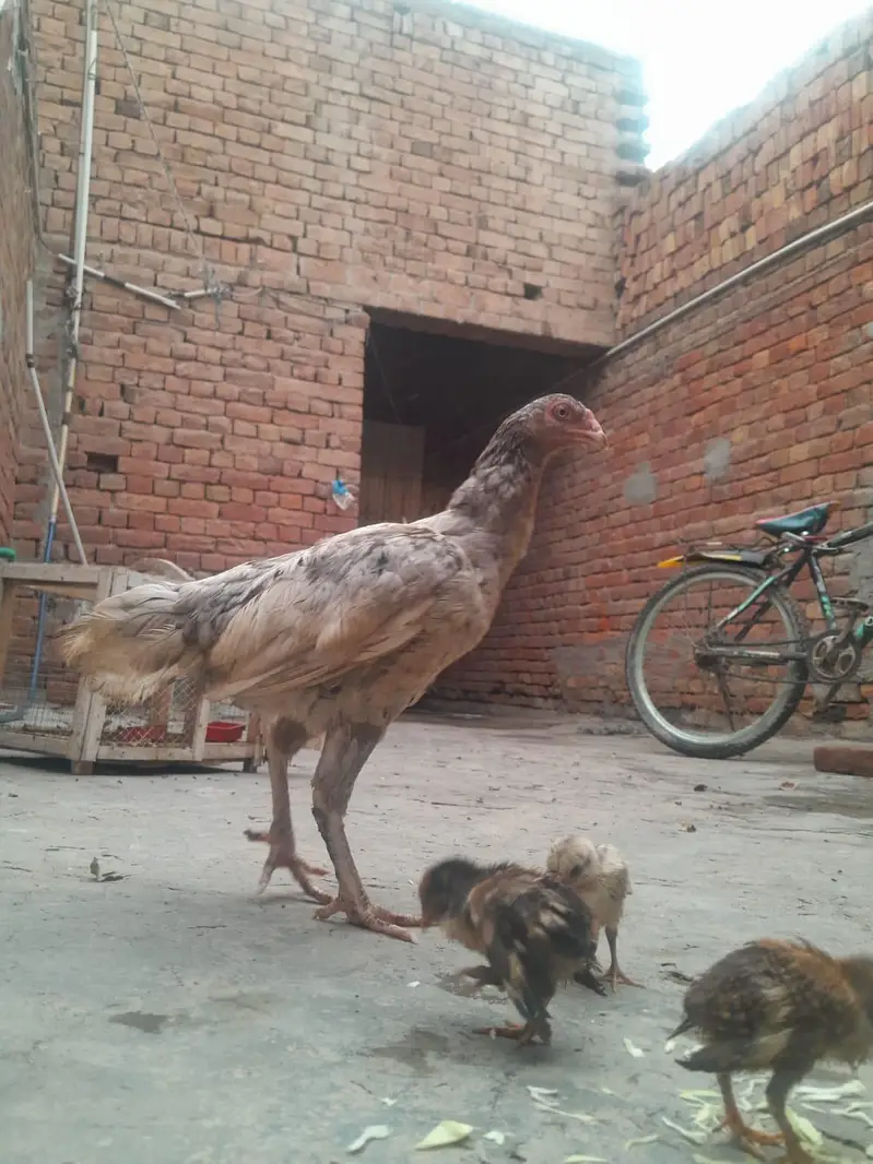 cheeni beautiful — photo 4