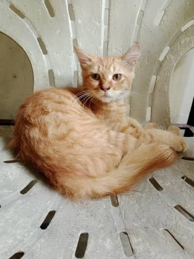 Female Persian kitten