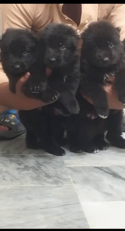 black German Shepherd long coat puppies for sale