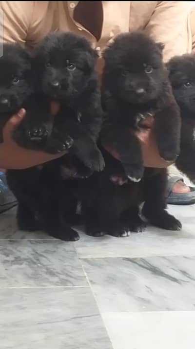 black German Shepherd long coat puppies for sale