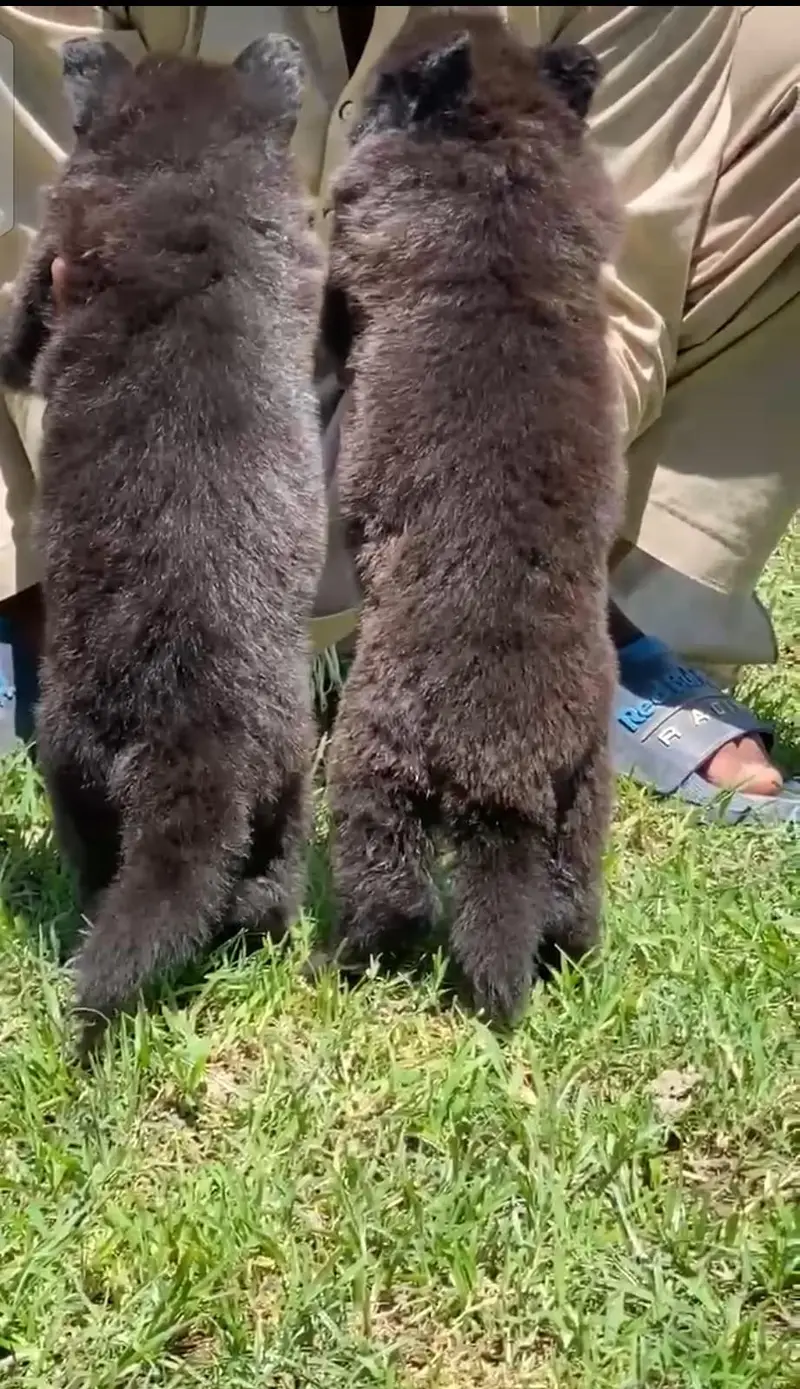 black German Shepherd long coat puppies for sale — photo 2