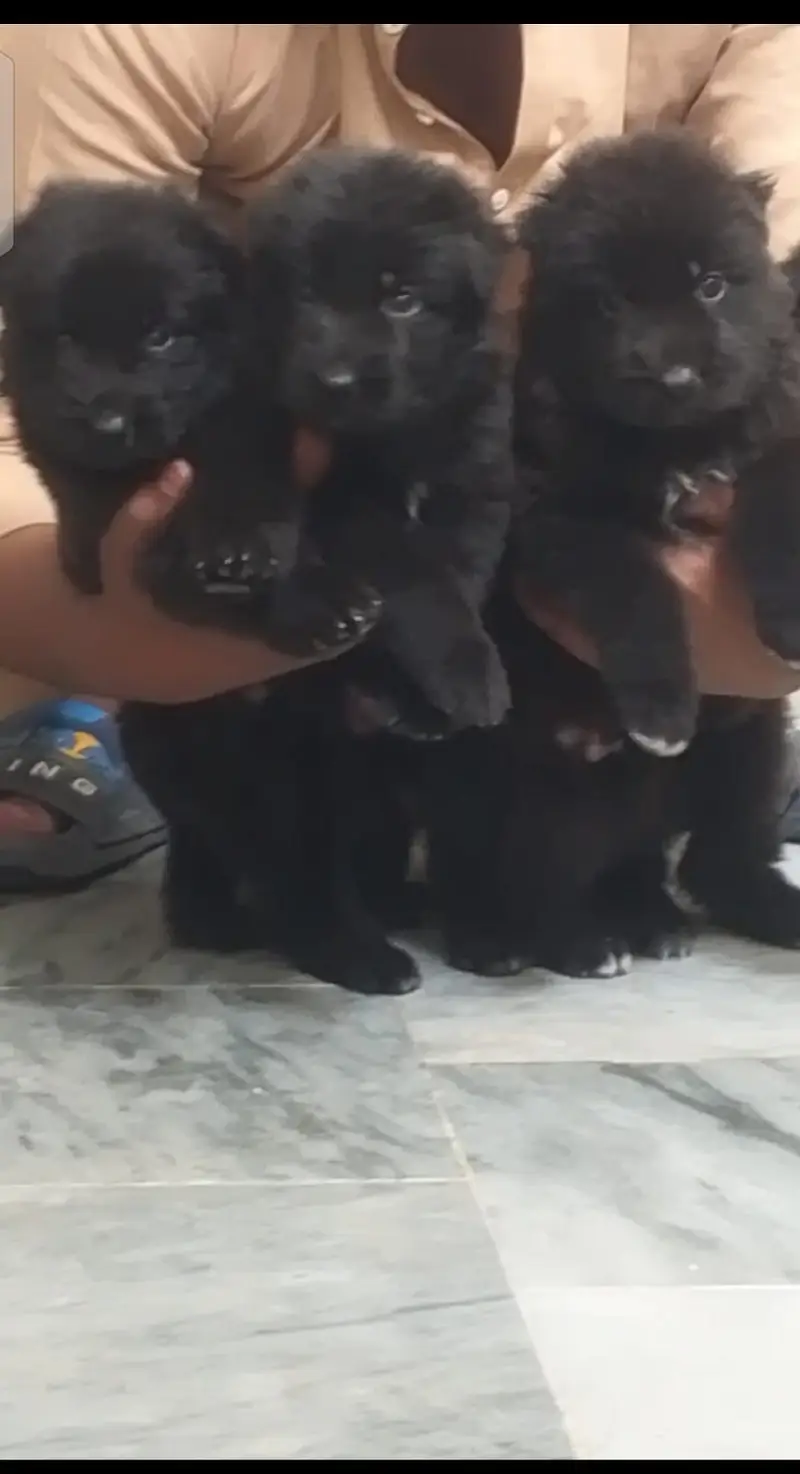 black German Shepherd long coat puppies for sale — photo 3