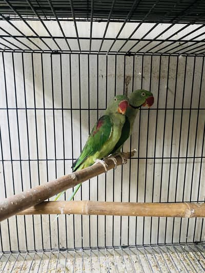 Alexandrine Raw Breeder Pair