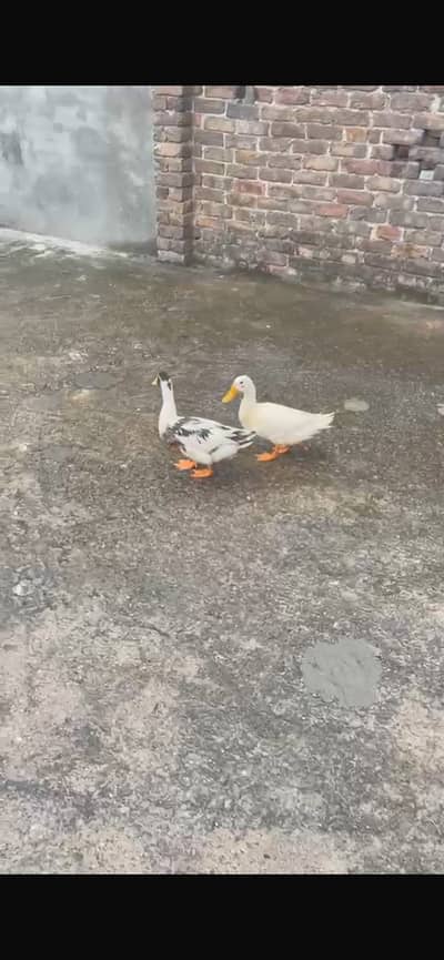 Ducks are for sale