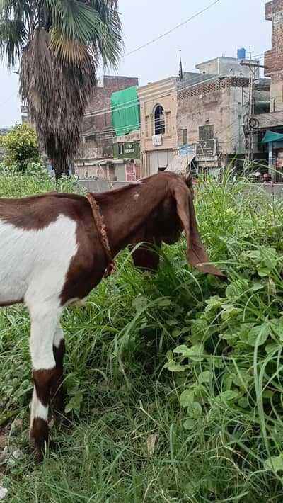 Bakri