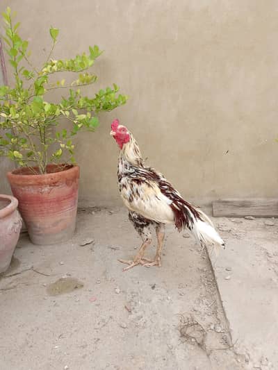 aseel pair