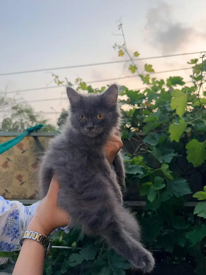 Persian Kitten triple coated. . . . — photo 3
