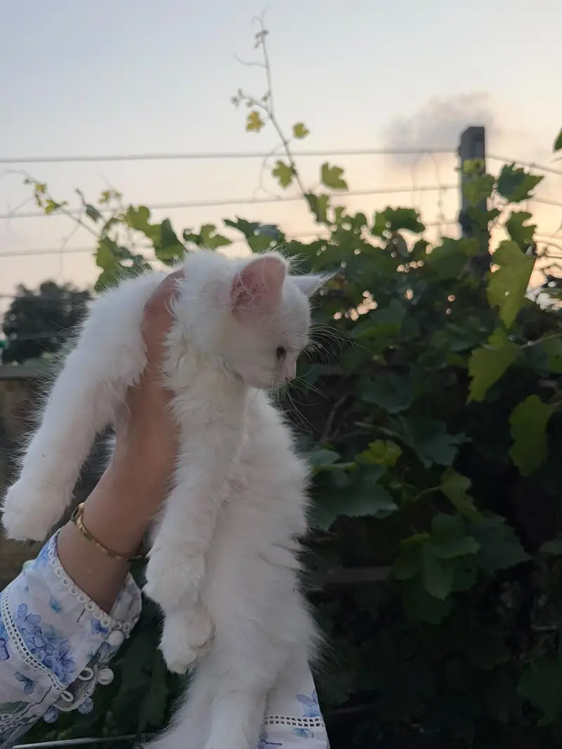 Persian Kitten triple coated. . . . — photo 2