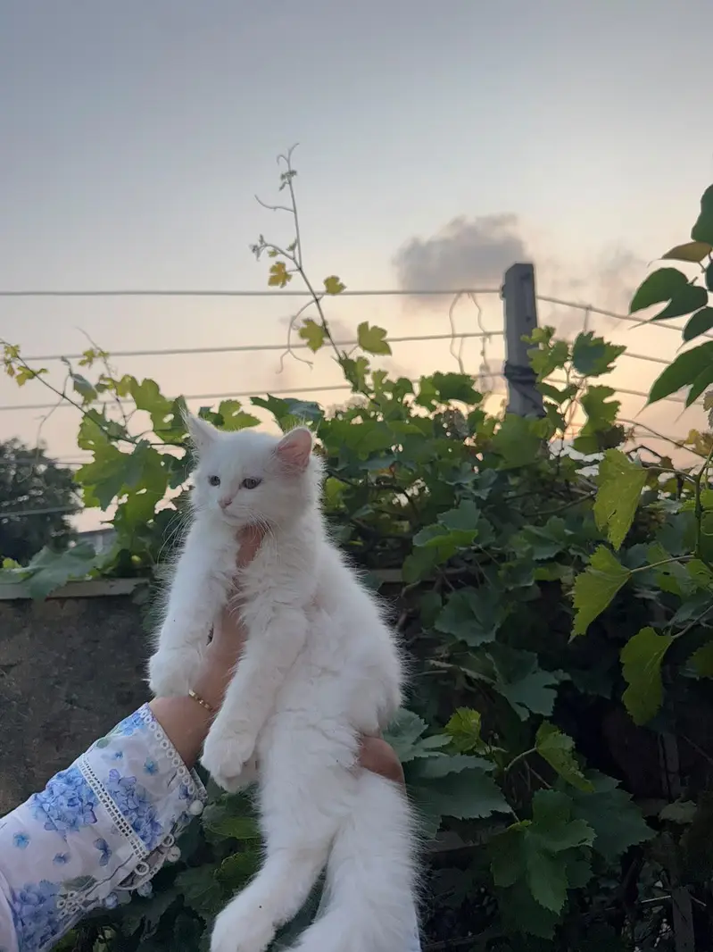 Persian Kitten triple coated. . . . — photo 4