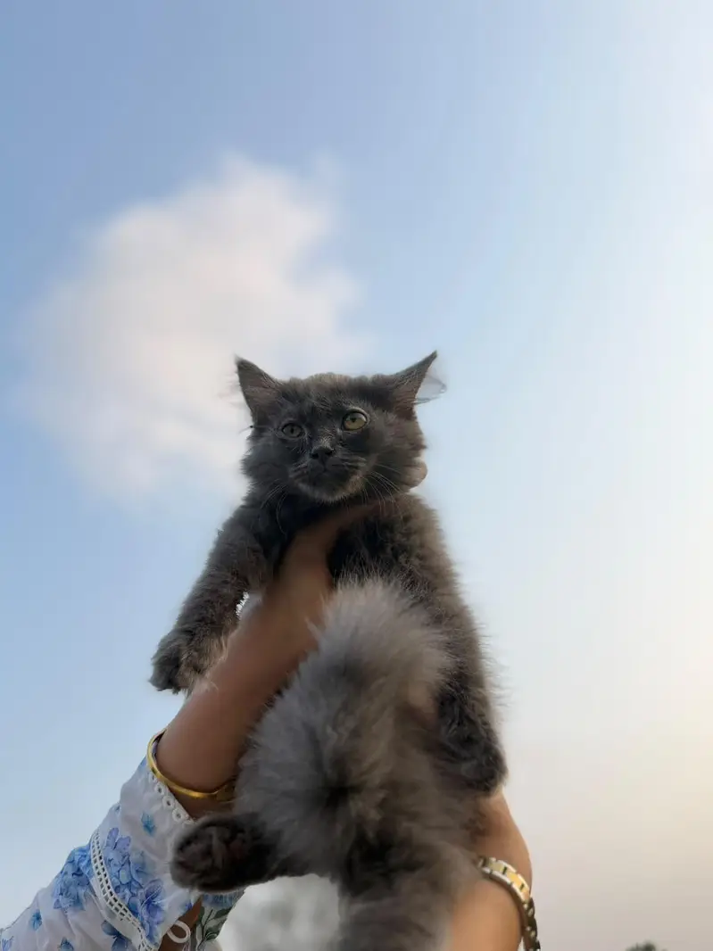 Persian Kitten triple coated. . . . — photo 5