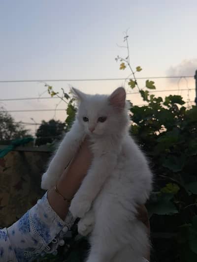 Persian Kitten triple coated
