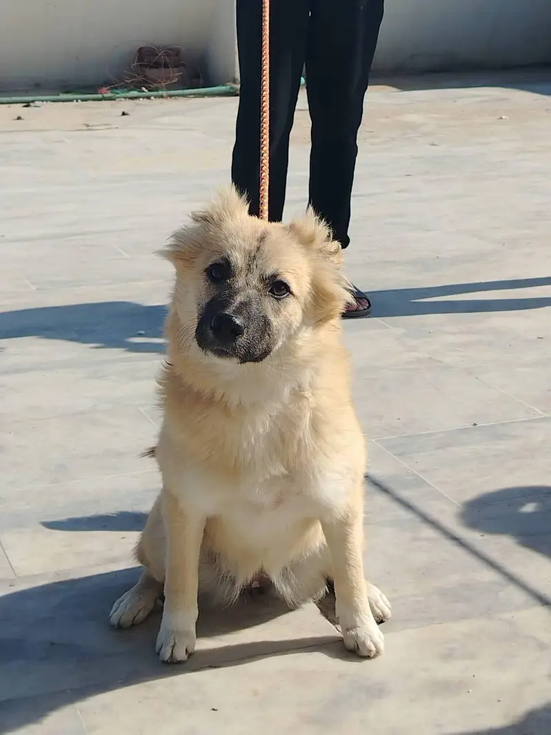 Afghan kuchi For guarding — photo 4