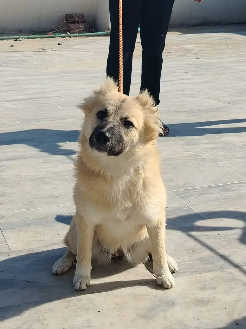 Afghan kuchi For guarding — photo 5