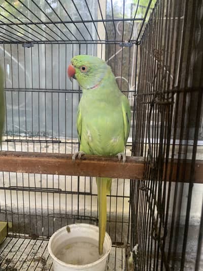Green ringneck for sale male