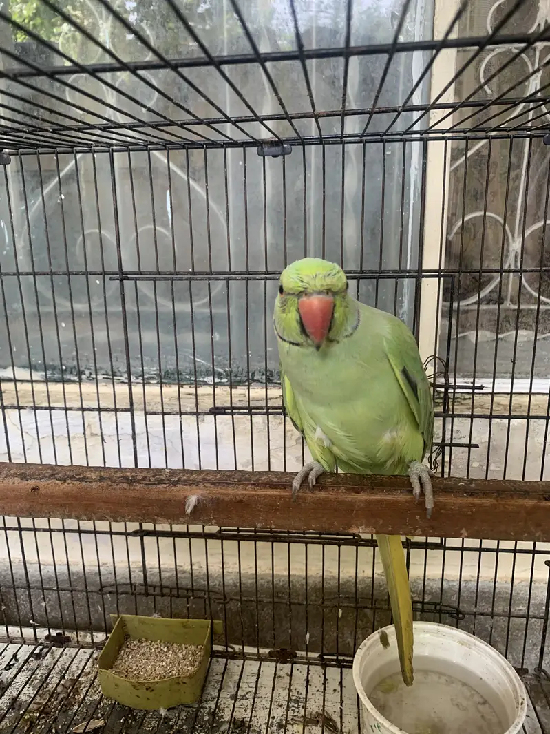 Green ringneck for sale male — photo 3