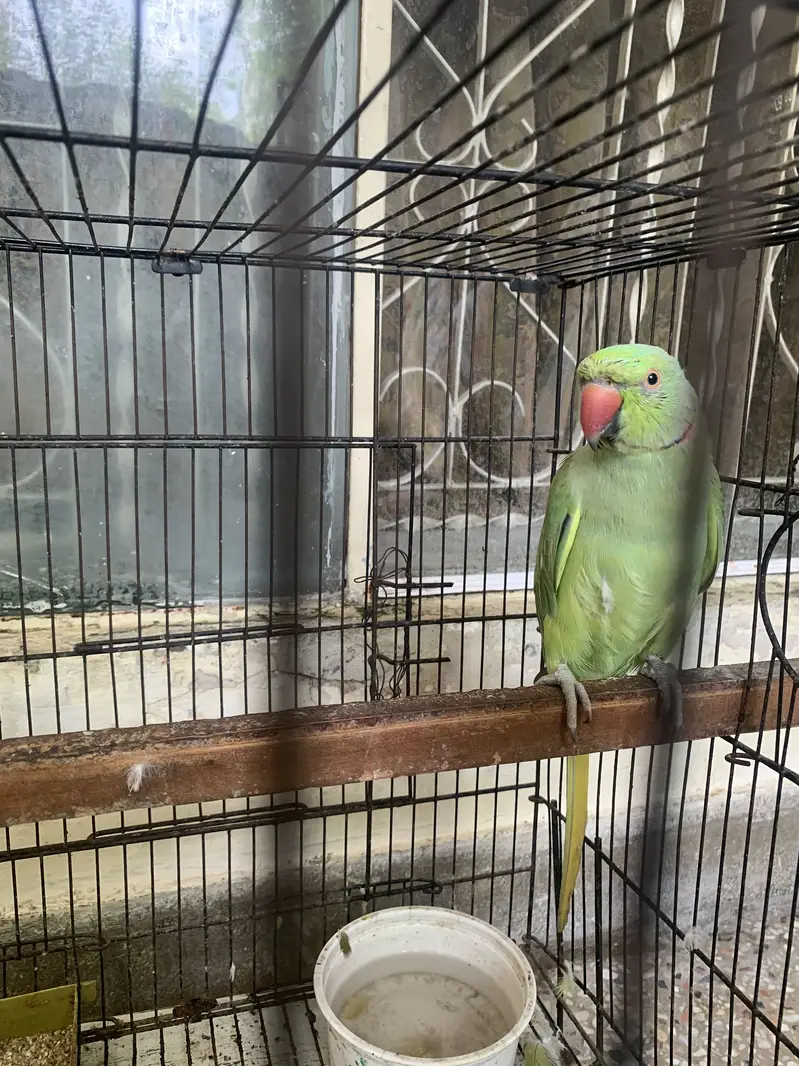 Green ringneck for sale male — photo 4