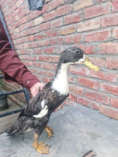 Desi Ducks for sell