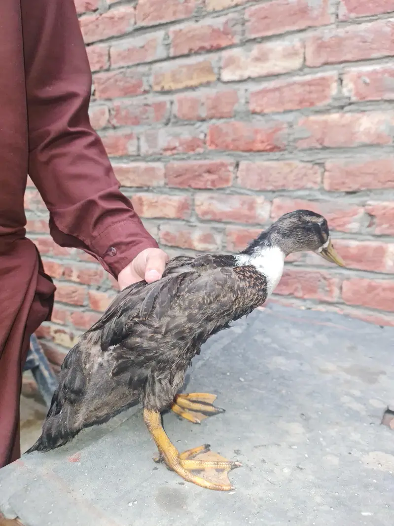 Desi Ducks for sell — photo 2